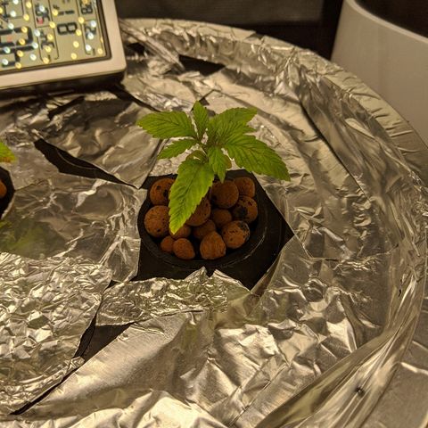 First #2 growlog timeline photo