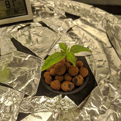 First #2 growlog timeline photo