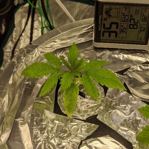 First #2 growlog timeline photo