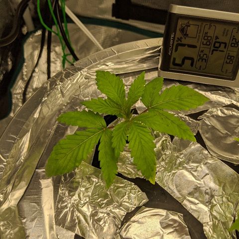 First #2 growlog timeline photo