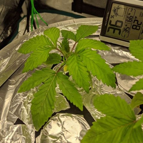 First #2 growlog timeline photo