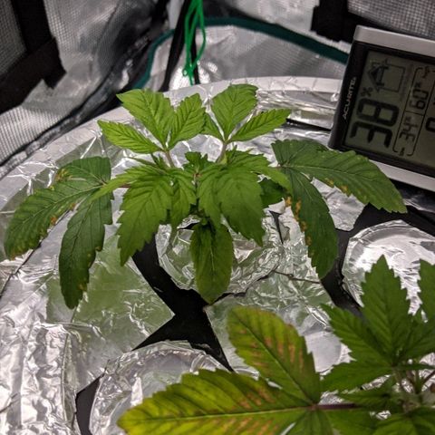 First #2 growlog timeline photo