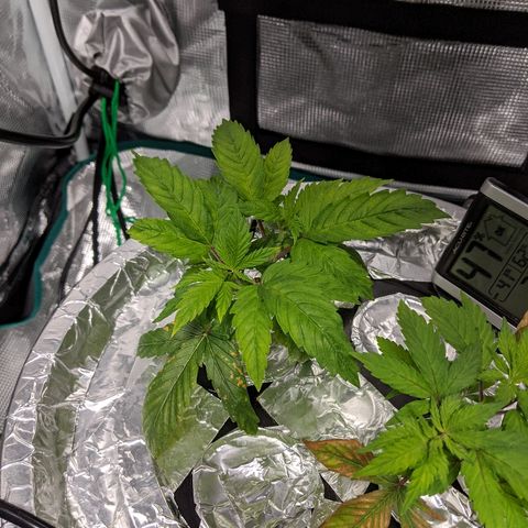 First #2 growlog timeline photo