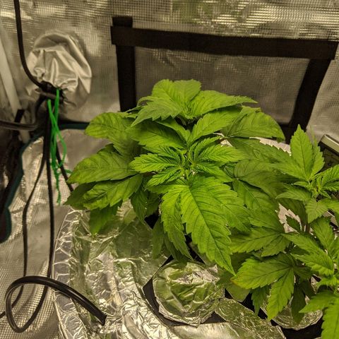 First #2 growlog timeline photo