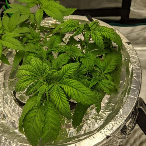 First #2 growlog timeline photo