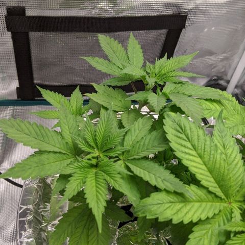 First #2 growlog timeline photo
