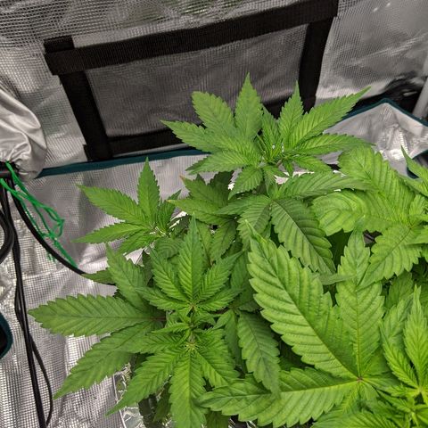First #2 growlog timeline photo