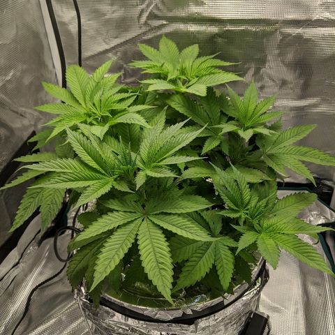 First #2 growlog timeline photo