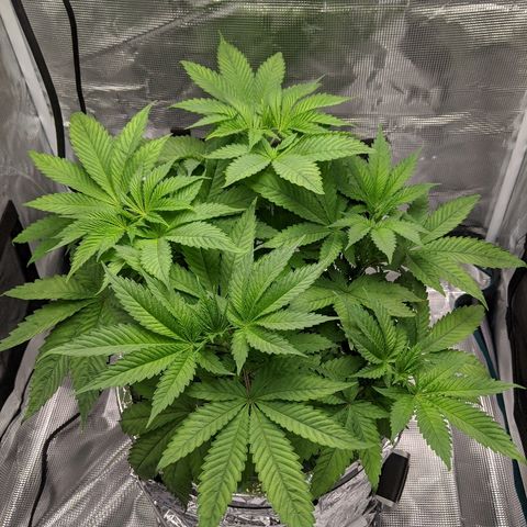 First #2 growlog timeline photo