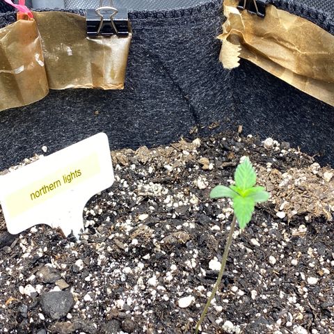 Northern Lights Auto RQS growlog photo: Second set of leaves coming in