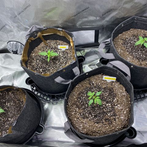 Northern Lights Auto RQS growlog photo: Everyone’s looking good, though NL tipped over again during watering.  Some wussy roots on that one 