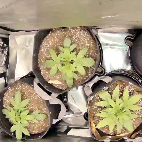 Northern Lights Auto RQS growlog timeline photo