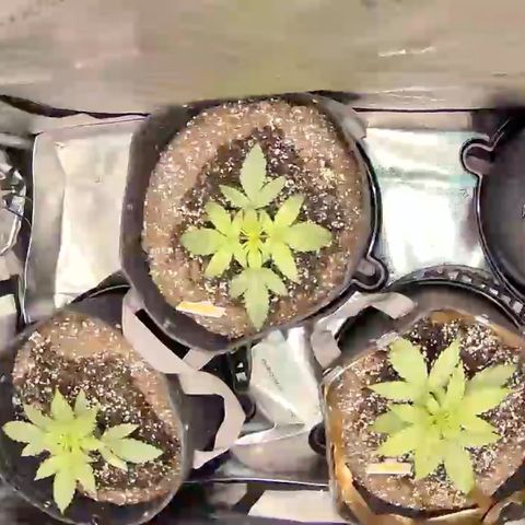 Northern Lights Auto RQS growlog timeline photo