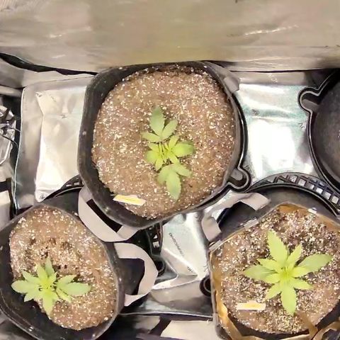 Northern Lights Auto RQS growlog timeline photo