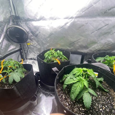 Northern Lights Auto RQS growlog timeline photo