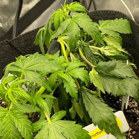 Northern Lights Auto RQS growlog photo: Plant above splice looking rough.  Crutched up on plant tags to support.  Looking heavy on nitrogen so gonna stick to water only for a bit. 