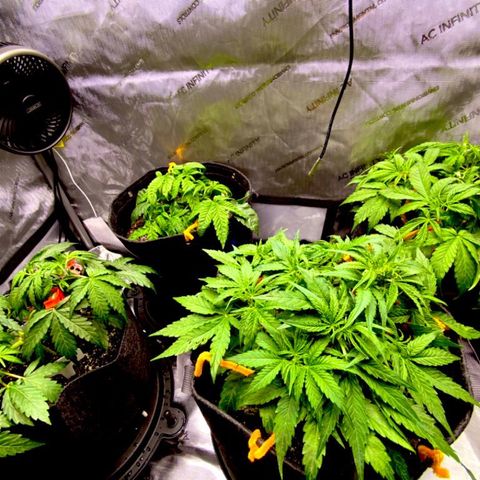 Northern Lights Auto RQS growlog timeline photo