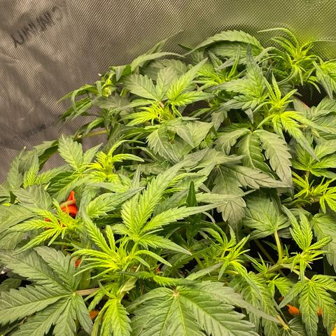Northern Lights Auto RQS growlog timeline photo