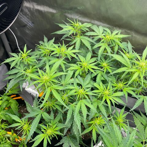 Northern Lights Auto RQS growlog timeline photo