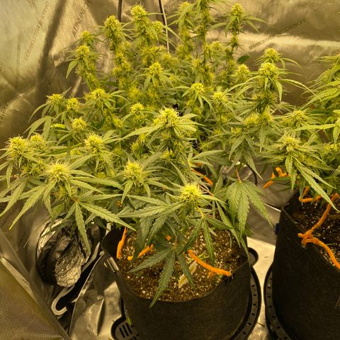 Northern Lights Auto RQS growlog timeline photo