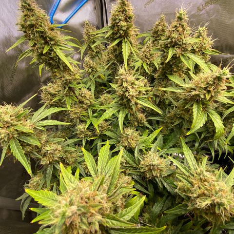 Northern Lights Auto RQS growlog photo: Just before chop