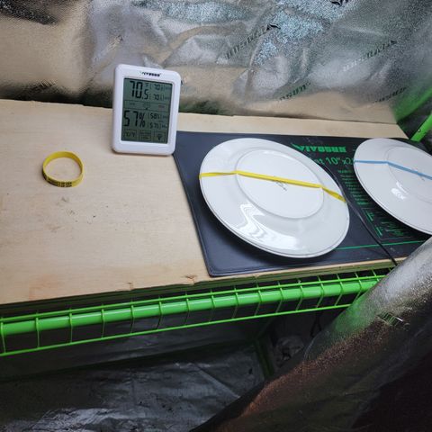 Blueberry Kush growlog photo: Germination setup 