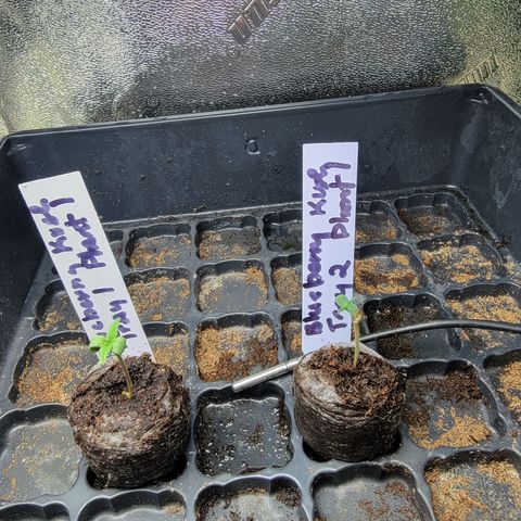 Blueberry Kush growlog photo: The first two up