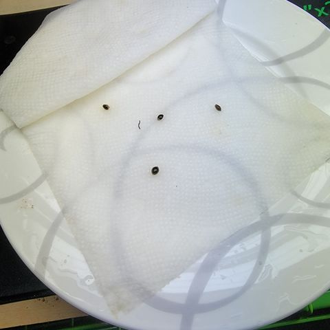 Blueberry Kush growlog photo: Tray 2