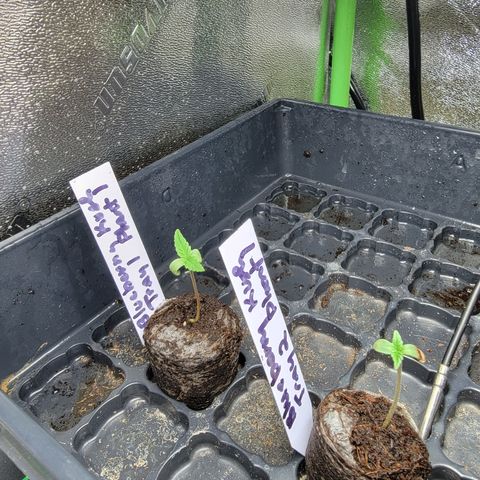 Blueberry Kush growlog photo: The first two