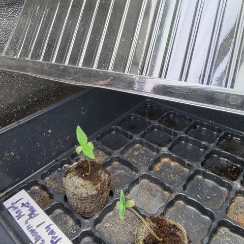 Blueberry Kush growlog photo: Noticeable growth 