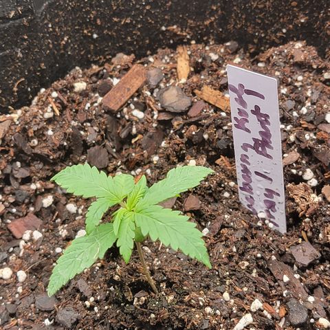 Blueberry Kush growlog timeline photo