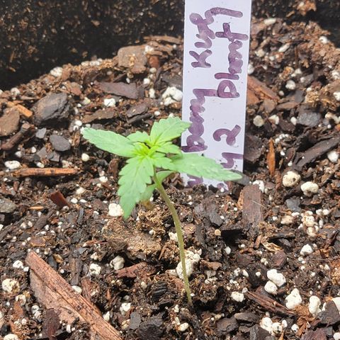 Blueberry Kush growlog timeline photo