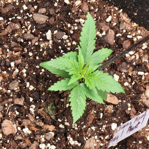Blueberry Kush growlog timeline photo