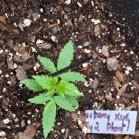 Blueberry Kush growlog timeline photo