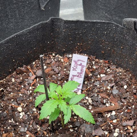 Blueberry Kush growlog timeline photo