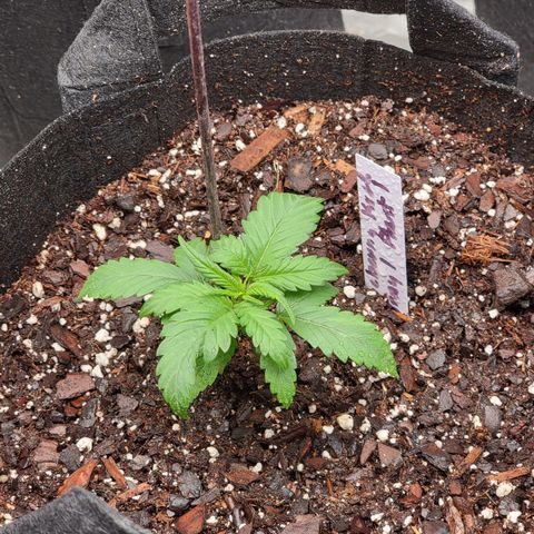 Blueberry Kush growlog timeline photo