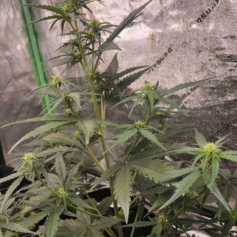Blueberry Kush growlog timeline photo