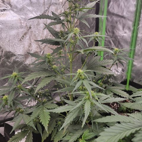 Blueberry Kush growlog timeline photo