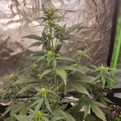 Blueberry Kush growlog timeline photo