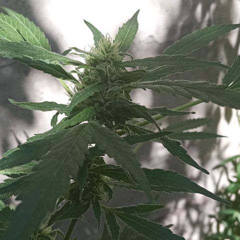 Tutankhamon growlog timeline photo