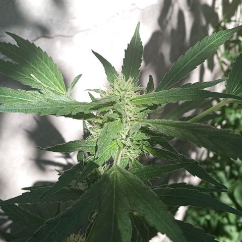 Tutankhamon growlog photo: Bebota