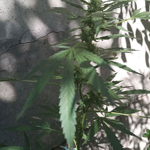 Tutankhamon growlog photo: Bebota