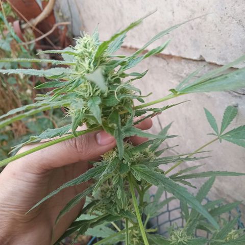 Tutankhamon growlog photo: 😽