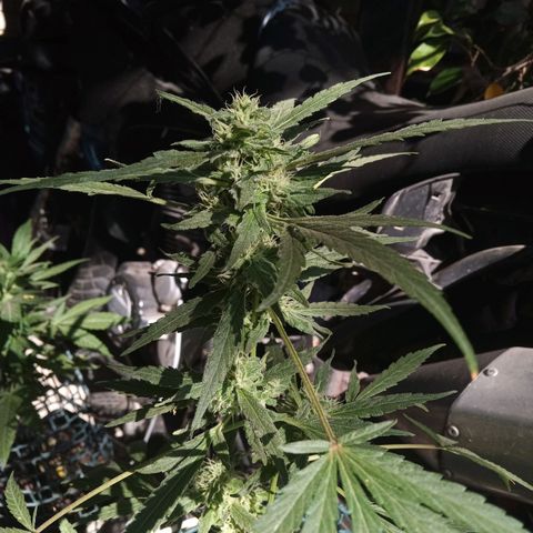 Tutankhamon growlog photo: 💪