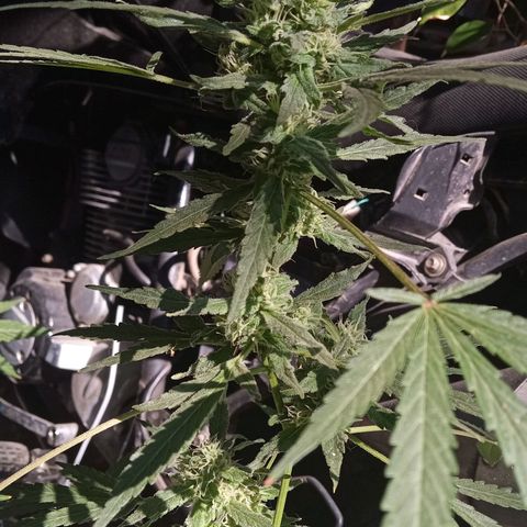 Tutankhamon growlog photo: 💪