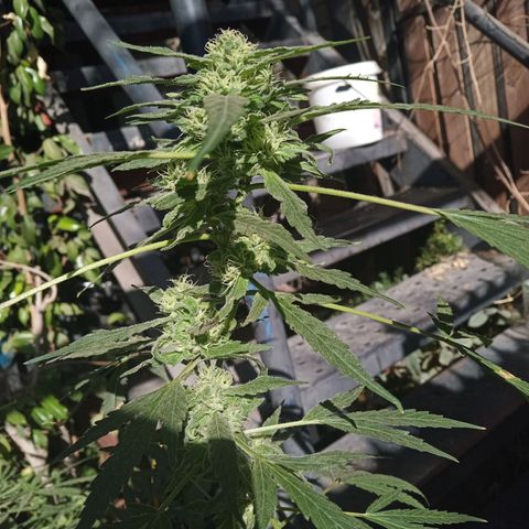 Tutankhamon growlog timeline photo