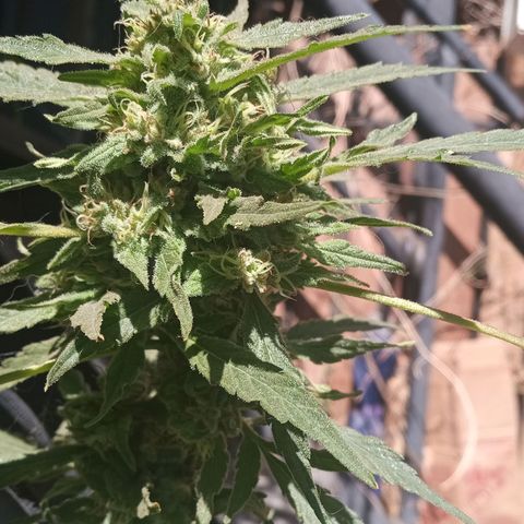 Tutankhamon growlog timeline photo
