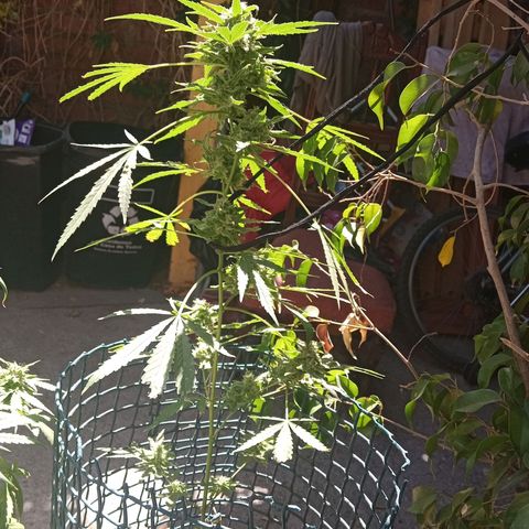Tutankhamon growlog timeline photo