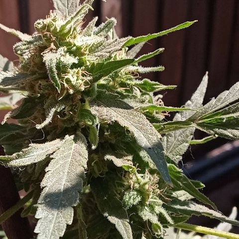 Tutankhamon growlog timeline photo