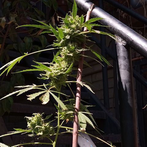 Tutankhamon growlog timeline photo